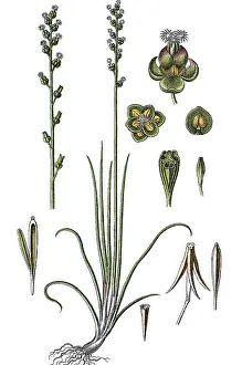 Marsh Arrowgrass (Triglochin palustris)