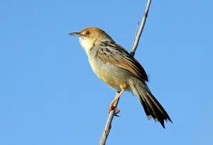 Marsh Cisticola, Marsh Cisticola