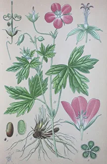 Marsh cranesbill (Geranium palustre)