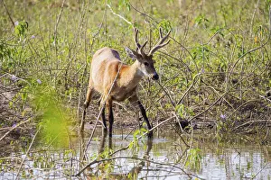 Marsh deer (Blastocerus dichotomous) Pantanal Brazil