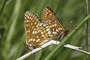Marsh Fritillary (Euphydryas aurinia)