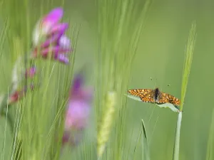 Marsh fritillary (Euphydryas aurinia)