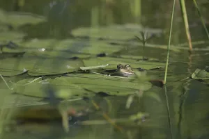 Marsh frog (Pelophylax ridibundus)