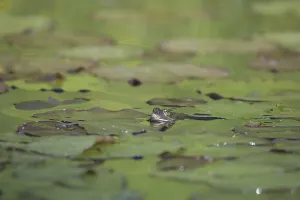 Marsh frog (Pelophylax ridibundus)