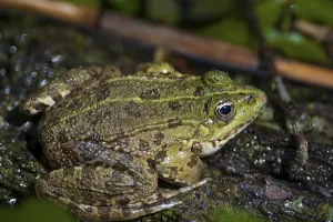 Marsh Frog (Pelophylax ridibundus or Rana ridibunda)