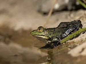 Marsh frog (Pelophylax ridibundus), on the shore