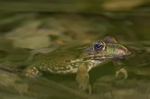 Marsh Frog (Rana ridibunda), looking up from the water