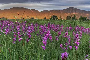Marsh gladiolus (Gladiolus palustris)
