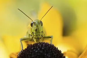 Marsh grasshopper (Stethophyma grossum) sitting on a yellow flower