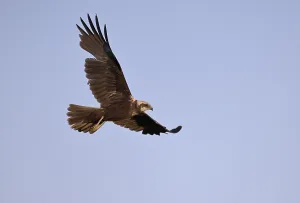 Marsh harrier (Circus aeruginosus)