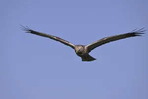 Marsh harrier (Circus aeruginosus)