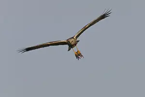 Marsh harrier (Circus aeruginosus)