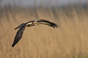 Marsh harrier (Circus aeruginosus)