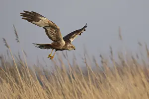 Marsh harrier (Circus aeruginosus)