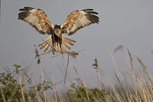 Marsh harrier (Circus aeruginosus)