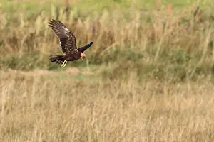 Marsh harrier, juvenile plumage (Circus aeruginosus)