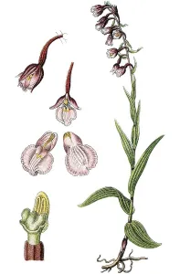 Marsh helleborine (Epipactis palustris)