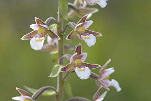 Marsh Helleborine (Epipactis palustris)
