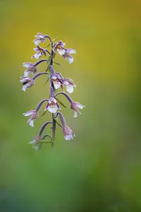 Marsh Helleborine (Epipactis palustris) close-up