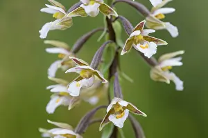 Marsh Helleborine (Epipactis palustris) Lower Saxony