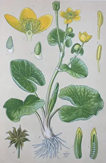 Marsh marigold (Caltha palustris)