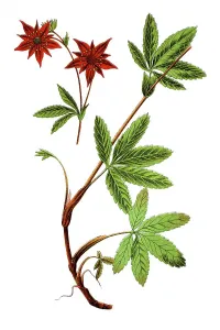Marsh potentil (Potentilla comarum)