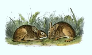 Marsh rabbit (Sylvilagus palustris)