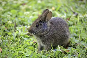 Marsh Rabbit (Sylvilagus palustris)