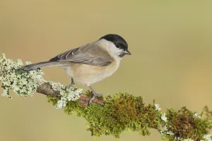 Marsh tit (Parus palustris), sitting on a branch overgrown with lichen and moss