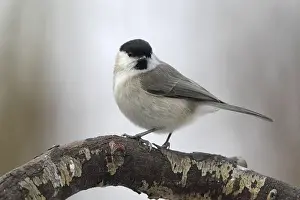 Marsh tit (Parus palustris) sitting on a branch in winter