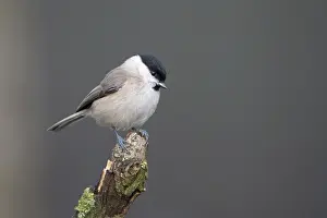 Marsh tit (Poecile palustris), adult bird