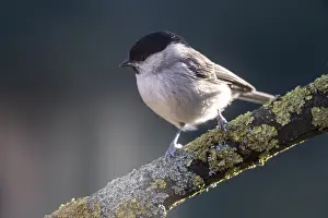 Marsh tit (Poecile palustris), Emsland
