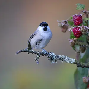 Marsh Tit (Poecile palustris) perched in a raspberry bush