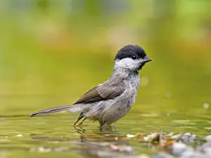 Marsh Tit (Poecile palustris) standing in shallow water with mirror image