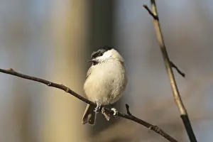 Marsh tit on a twig in the forest