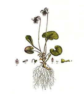 Marsh violet, Viola palustris, digitally restored reproduction of an original from the 19th century