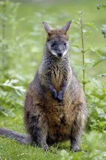 Marsh Wallaby (Wallabia bicolor)