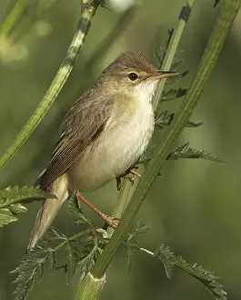 Marsh Warbler (Acrocephalus palustris)