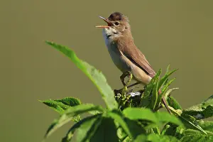 Marsh warbler (Acrocephalus palustris)
