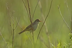 Marsh Warbler (Acrocephalus palustris)