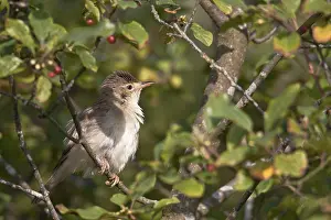 Marsh Warbler (Acrocephalus palustris) is a migratory bird and winters mainly in south east Africa (Photo adult bird)