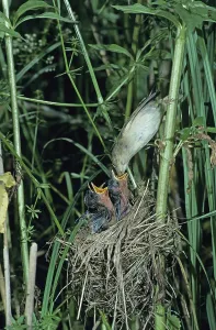 Marsh Warbler (Acrocephalus palustris)