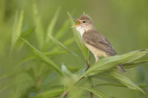 Marsh Warbler (Acrocephalus palustris) male singing