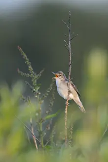 Marsh Warbler (Acrocephalus palustris) male singing