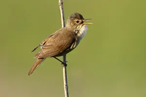 Marsh Warbler (Acrocephalus palustris) singing