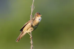 Marsh Warbler (Acrocephalus palustris) on the singing platform