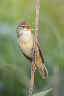 Marsh Warbler (Acrocephalus palustris) singing from a reed stem
