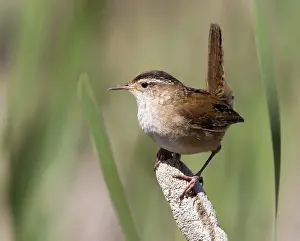 Marsh Wren, Cistothorus palustris