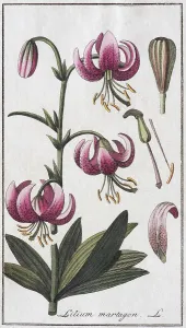 Martagon lily (Lilium martagon)