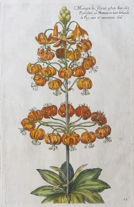 Martagon lily (Lilium martagon)
